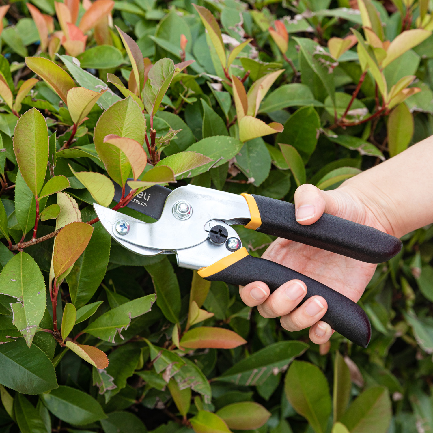Shear Berkebun