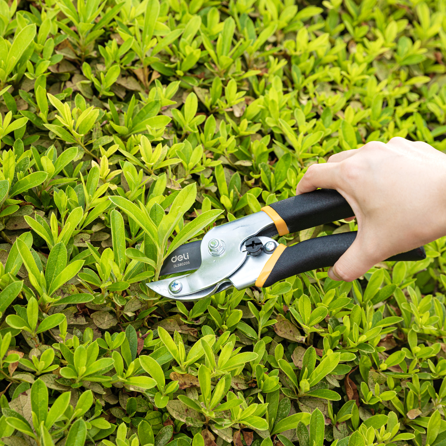 Shear Berkebun